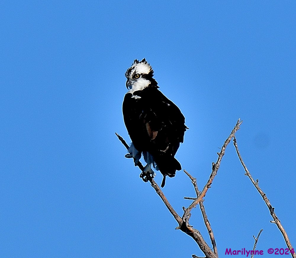 DSC_3737_001.JPG