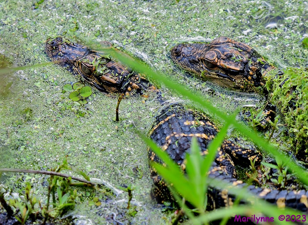 DSC_3739_001.JPG