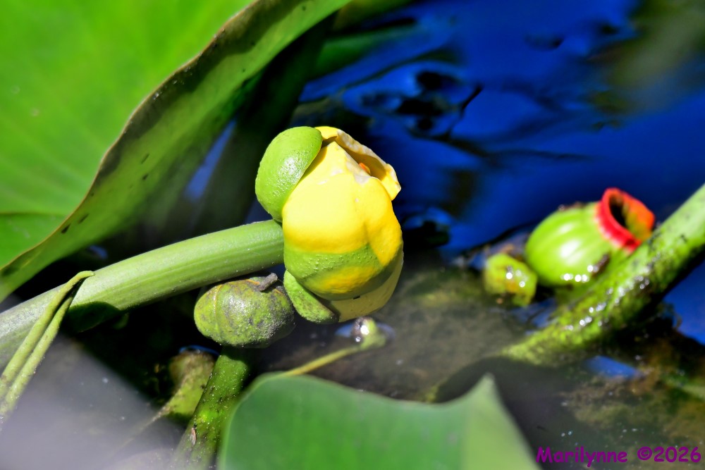 DSC_3739_001.JPG