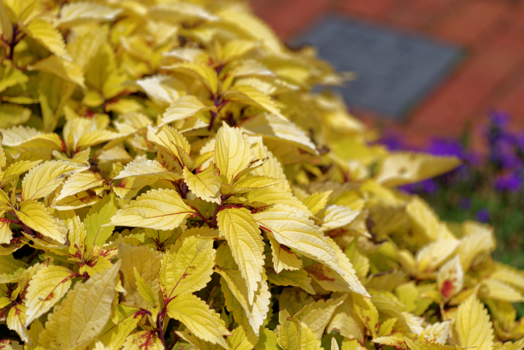 DSC_3740_DxO.jpg