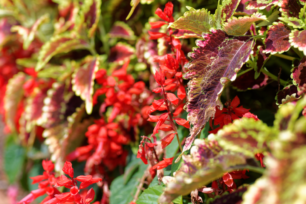 DSC_3741_DxO.jpg