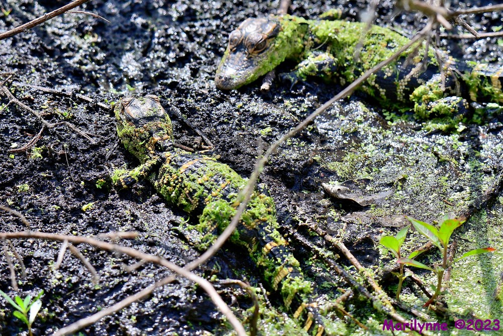 DSC_3743_001.JPG