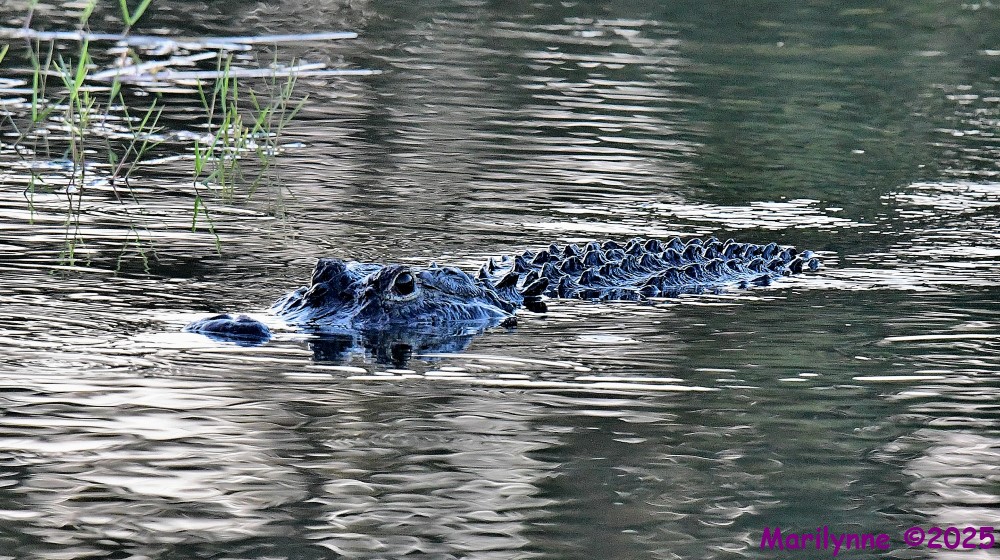 DSC_3743_001.JPG
