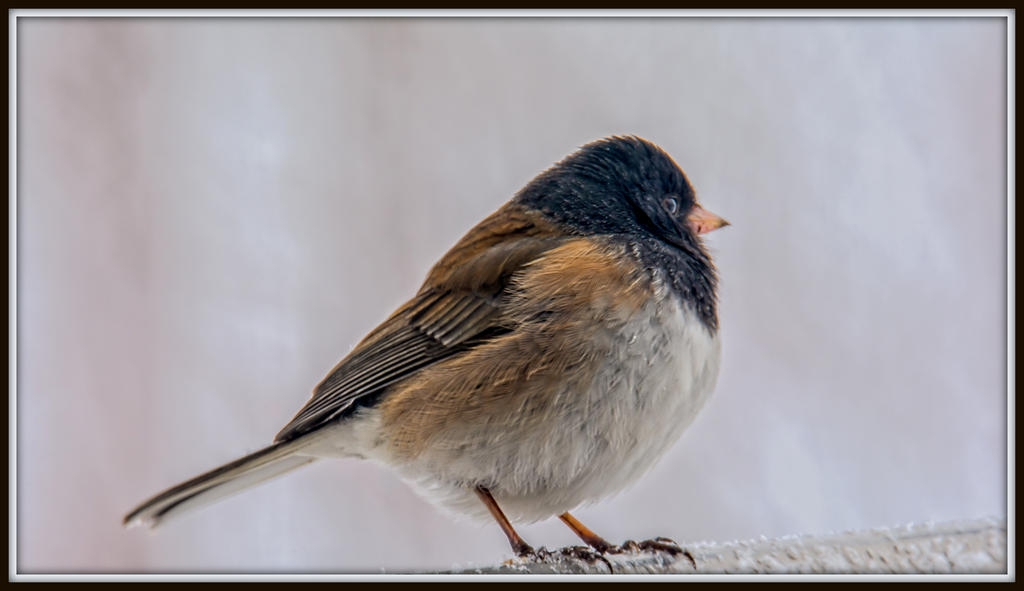 DSC_3745-2-Edit.jpg