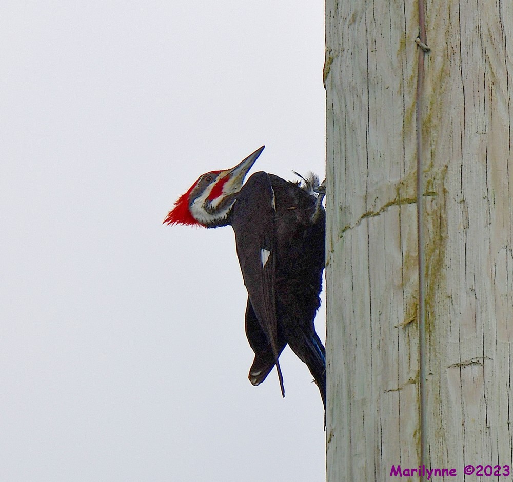 DSC_3747_001.JPG