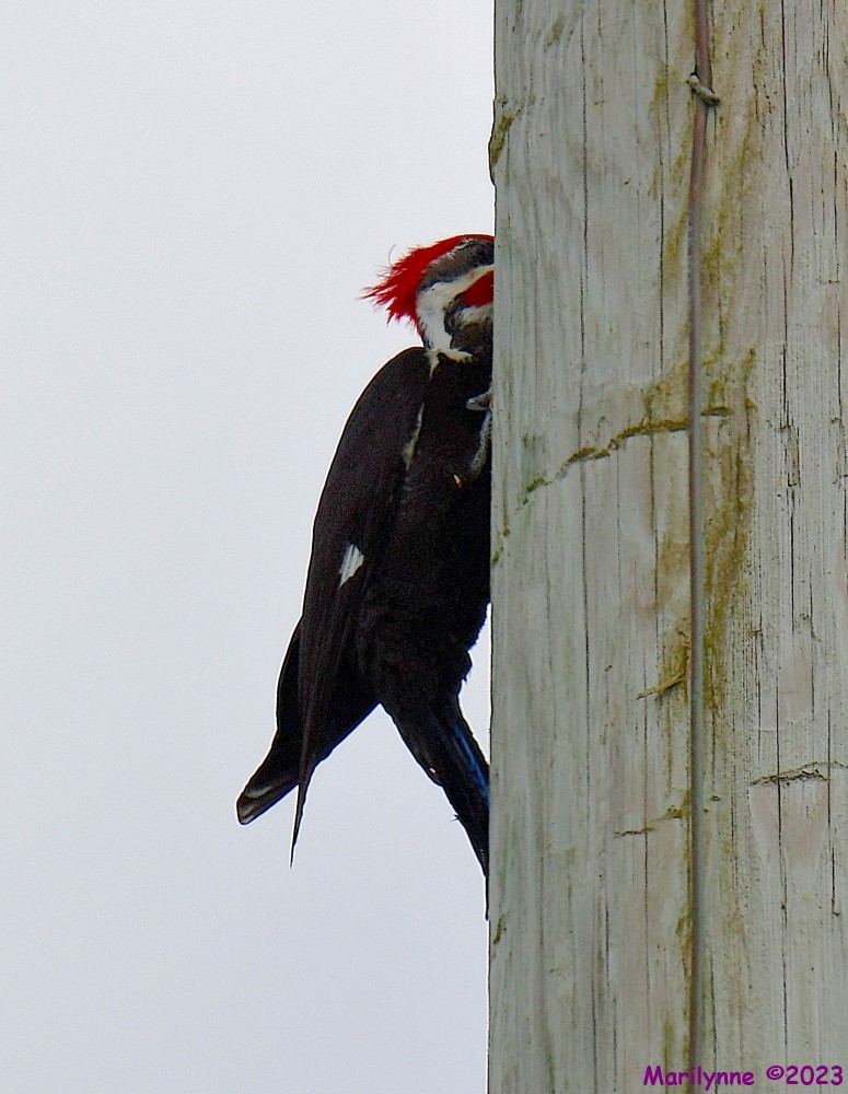 DSC_3748_001.JPG