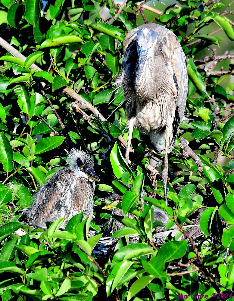 DSC_3748_001.JPG