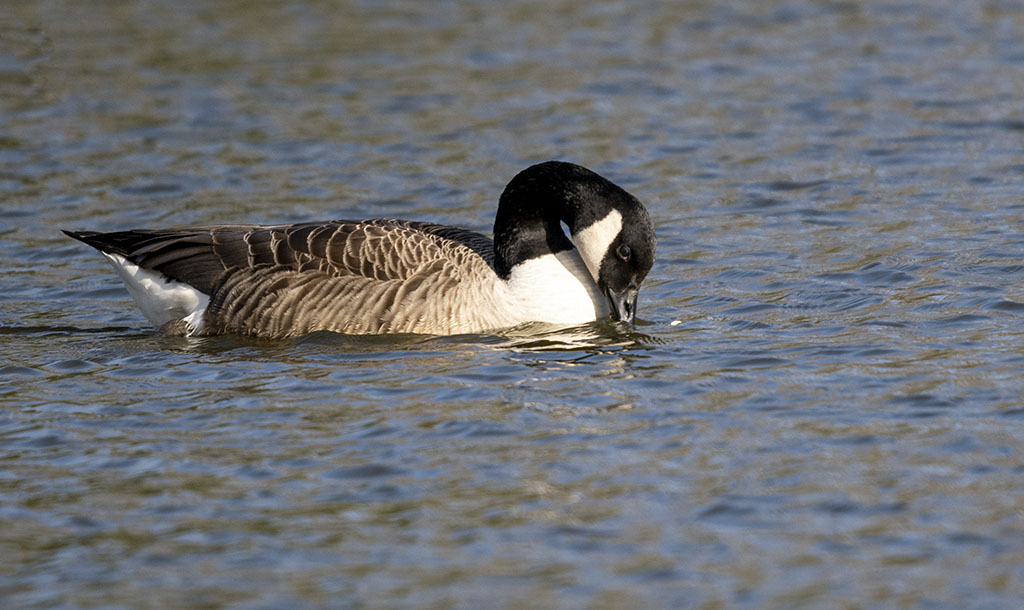 DSC_3749.jpg