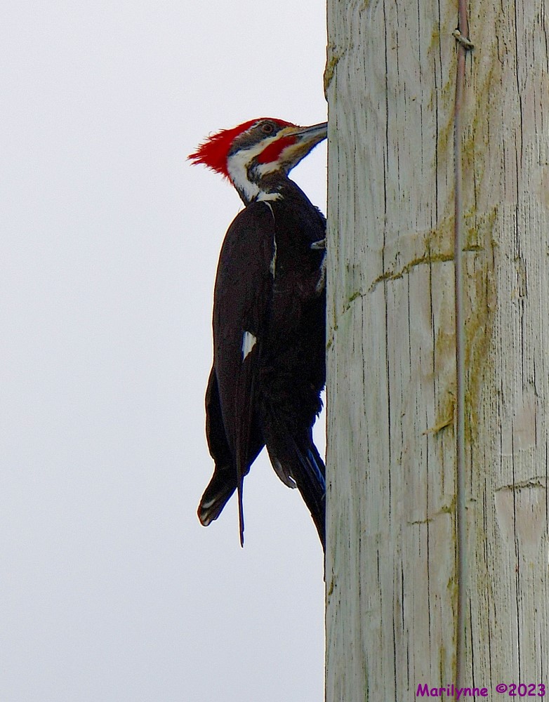 DSC_3749_001.JPG