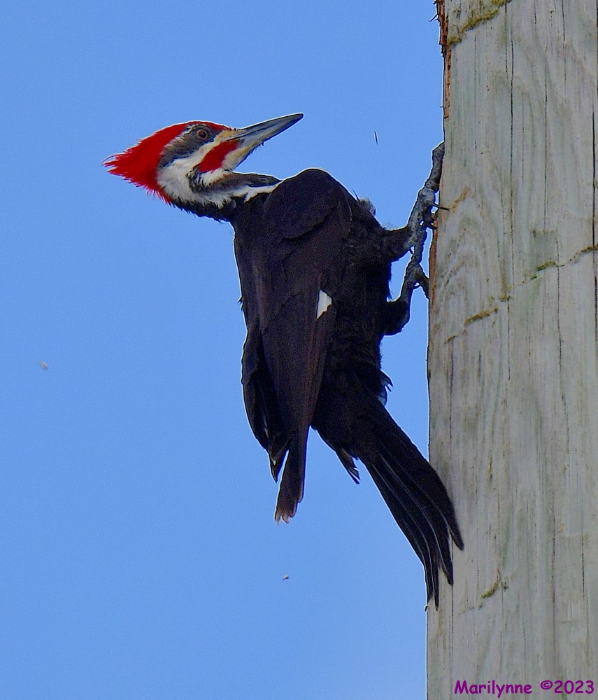 DSC_3751_001.JPG