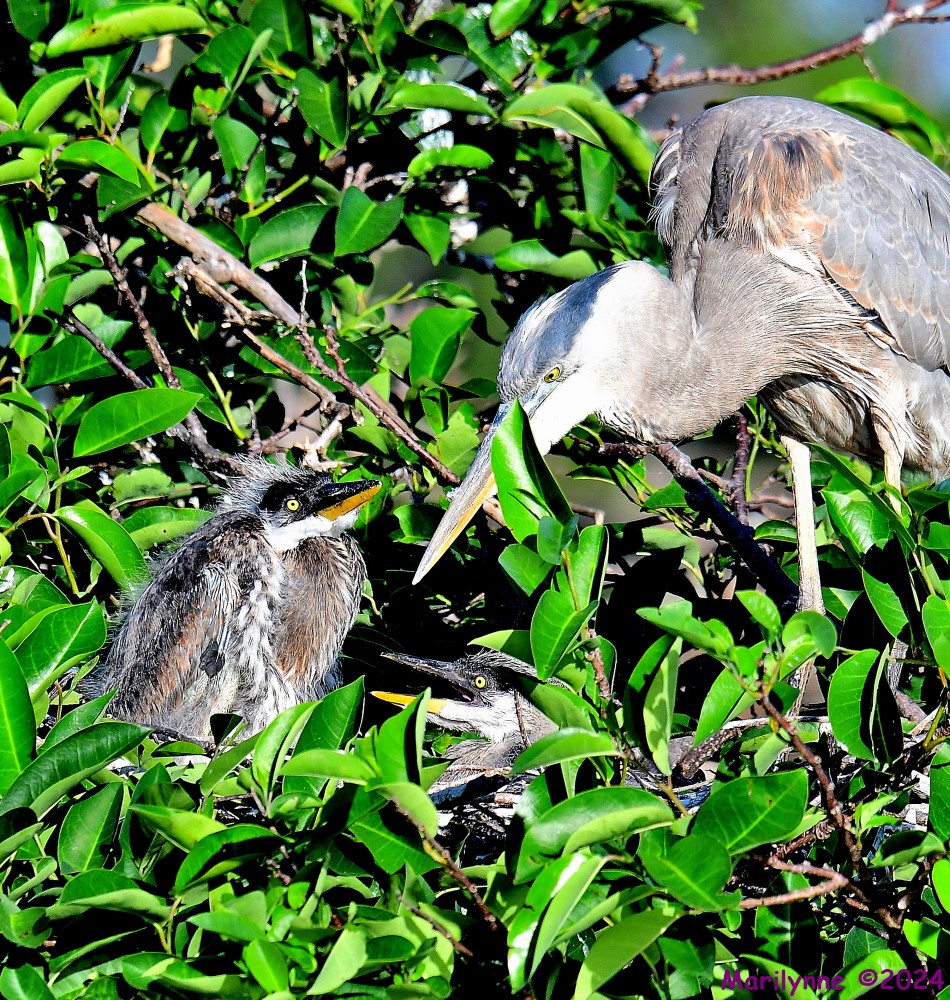 DSC_3753_001.JPG