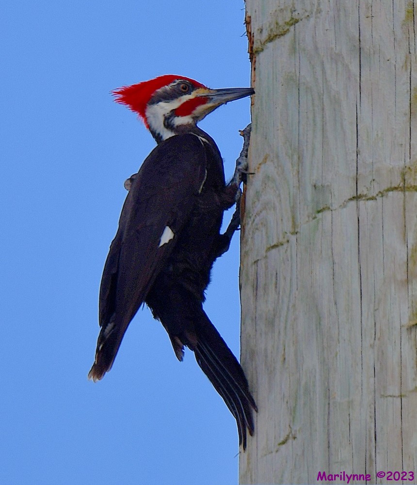 DSC_3754_001.JPG