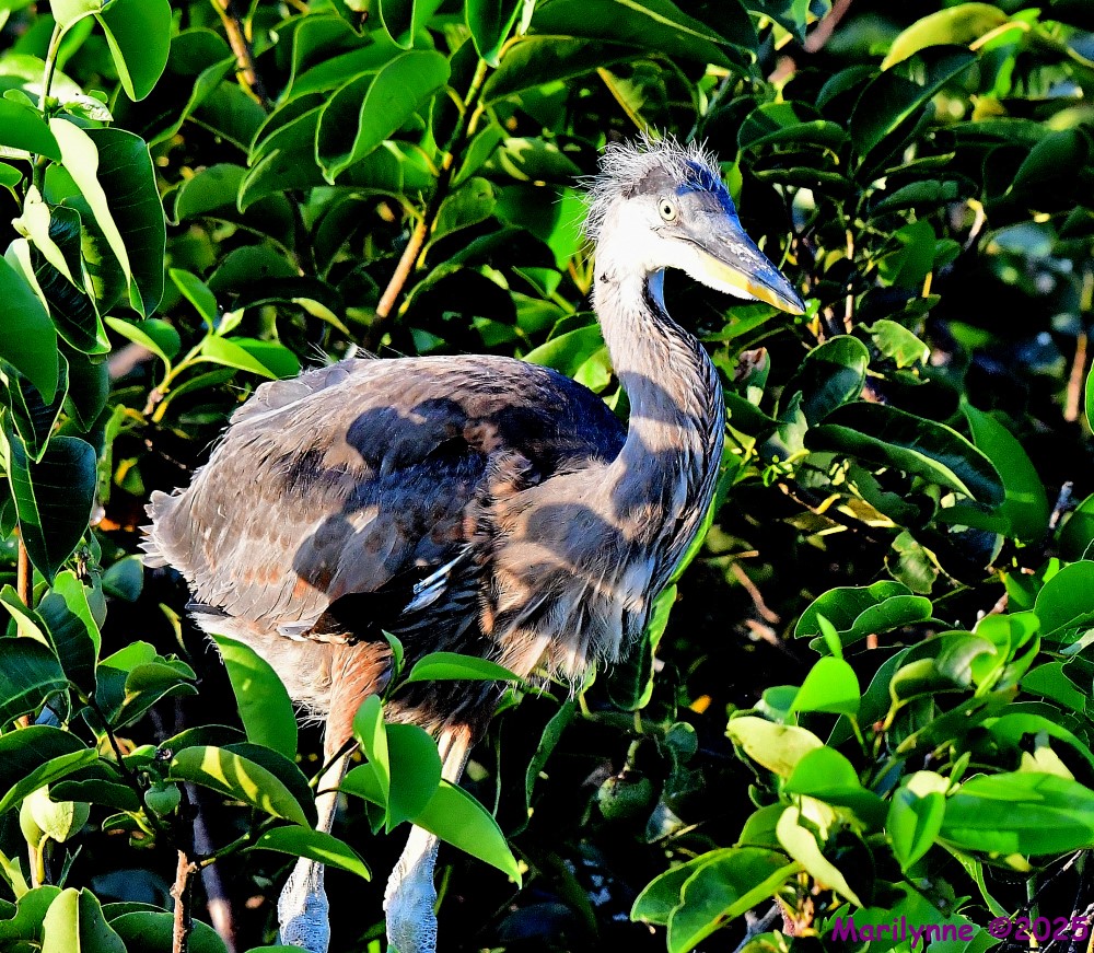 DSC_3754_001.JPG