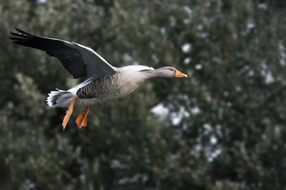 DSC_3755.jpg