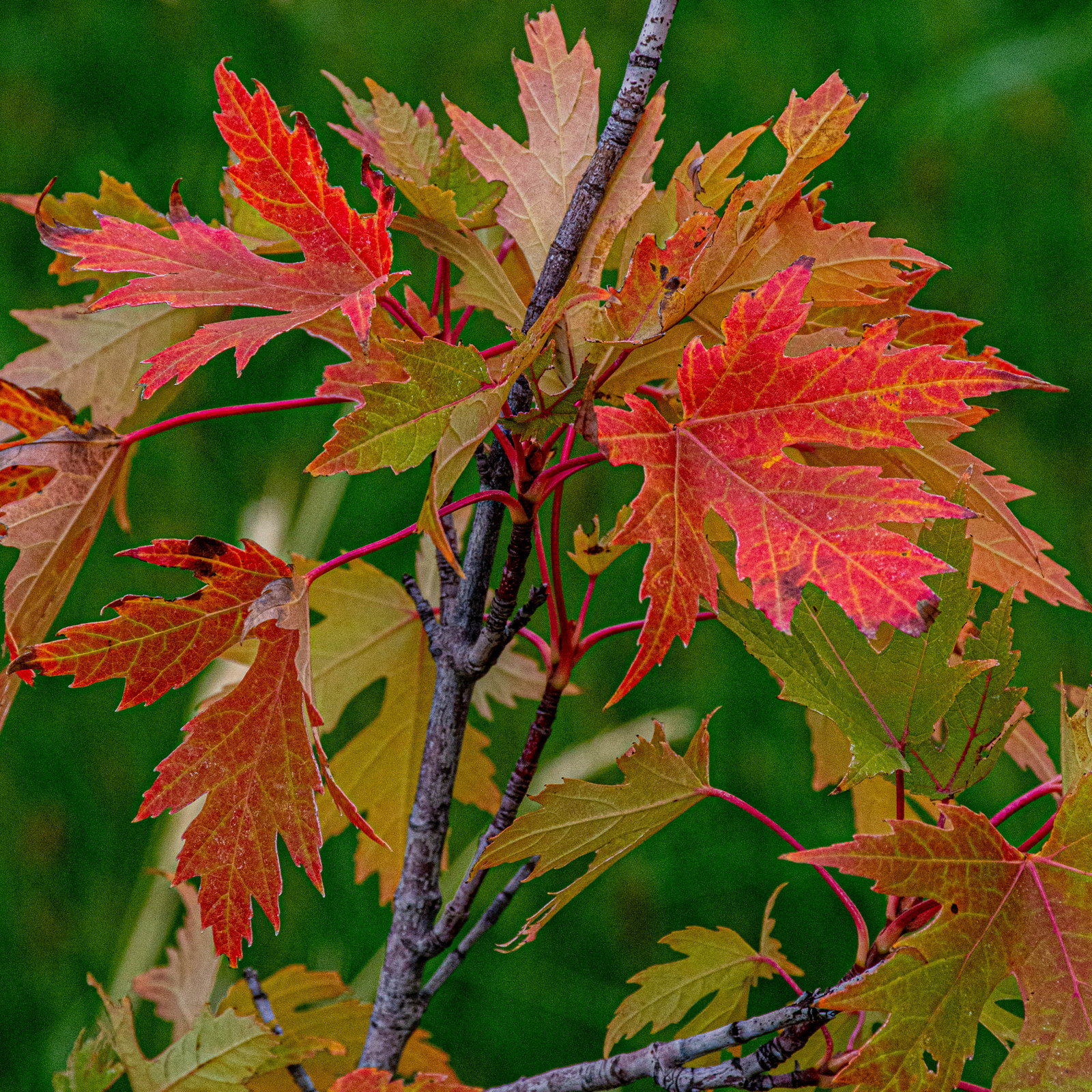 DSC_3755.jpg