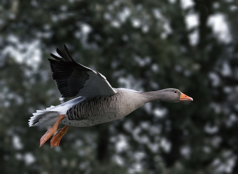 DSC_3756.jpg