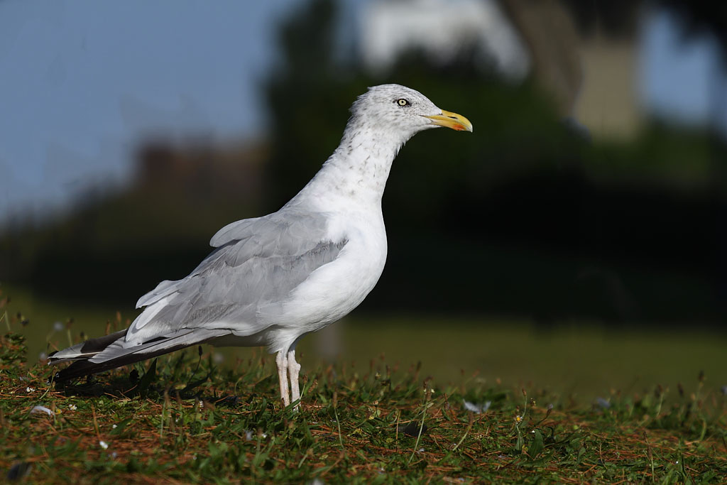 DSC_3757.jpg