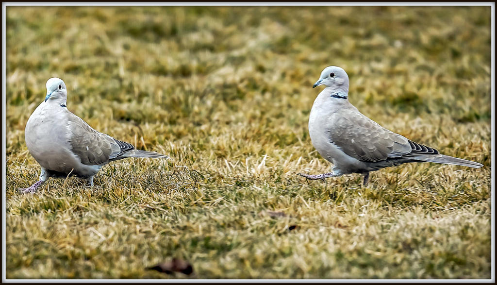 DSC_3761-Pano-Edit.jpg