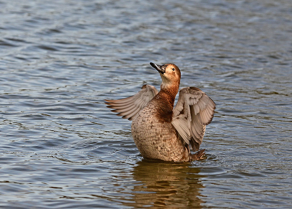 DSC_3762.jpg