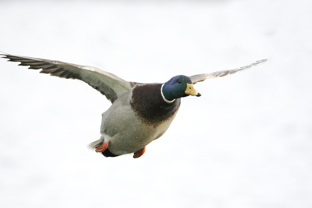 DSC_3763.jpg