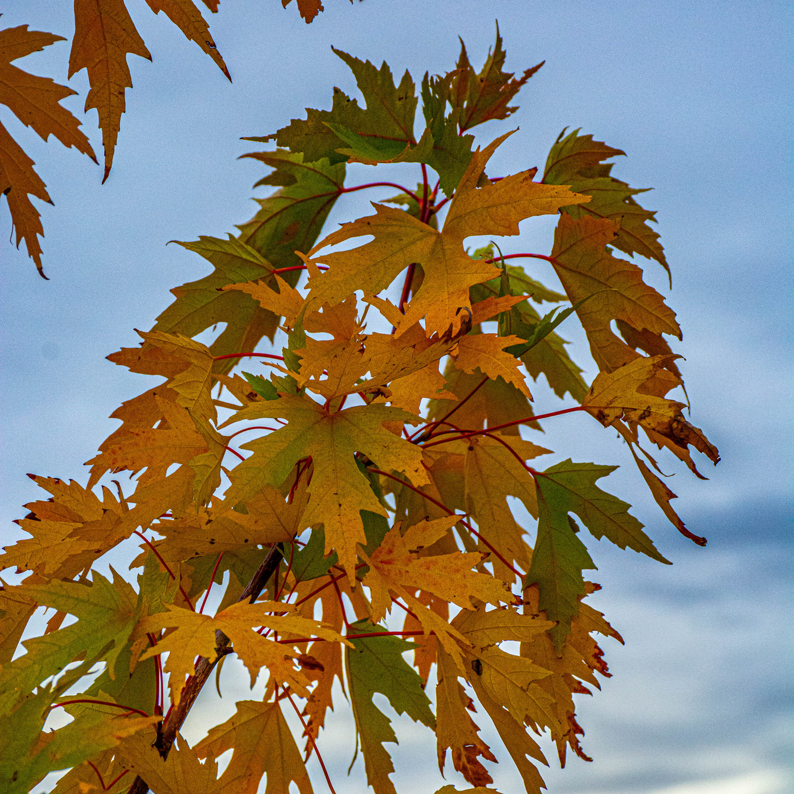 DSC_3763.jpg