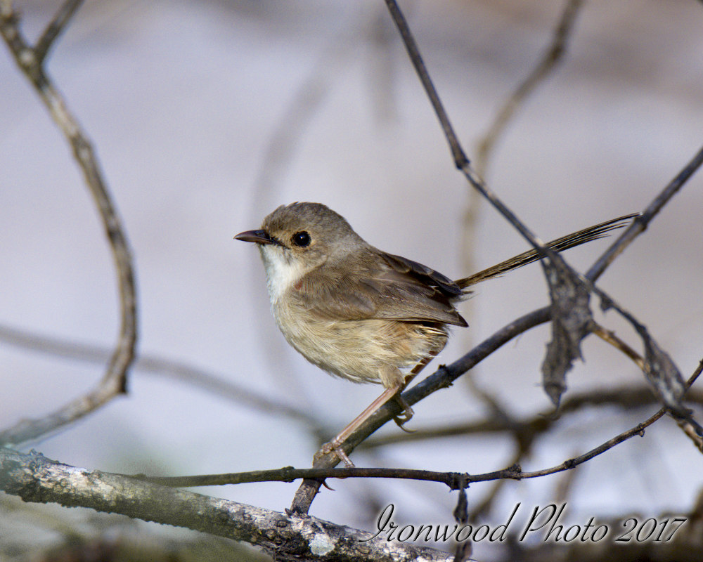 DSC_3764.jpg