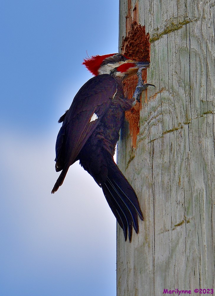 DSC_3765_001.JPG