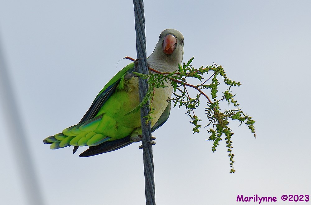 DSC_3766_001.JPG