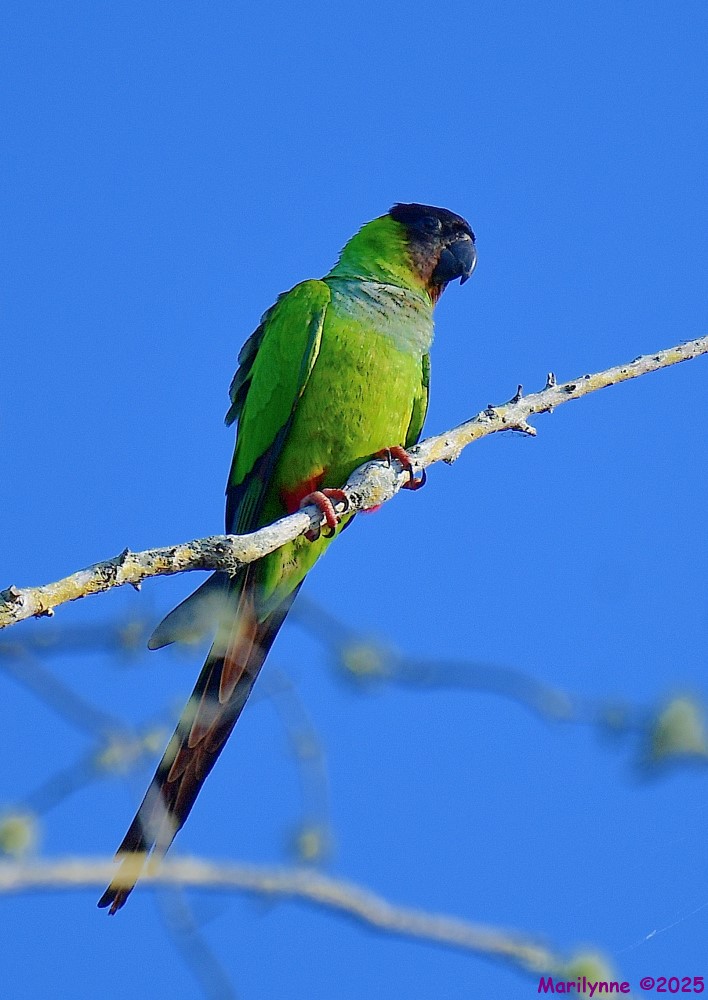 DSC_3768_001.JPG