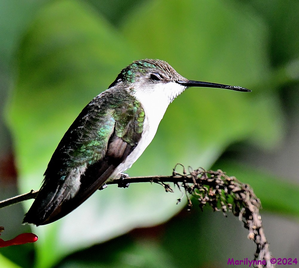 DSC_3771_001.JPG