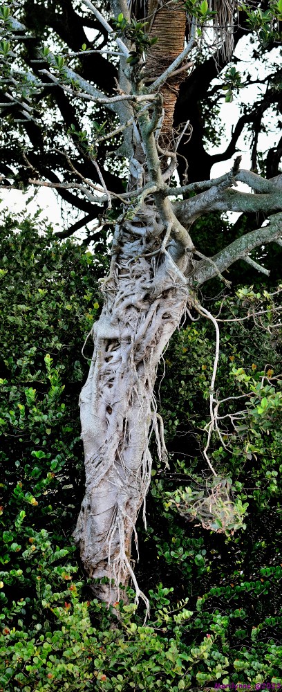 DSC_3771_stitch6_001.JPG