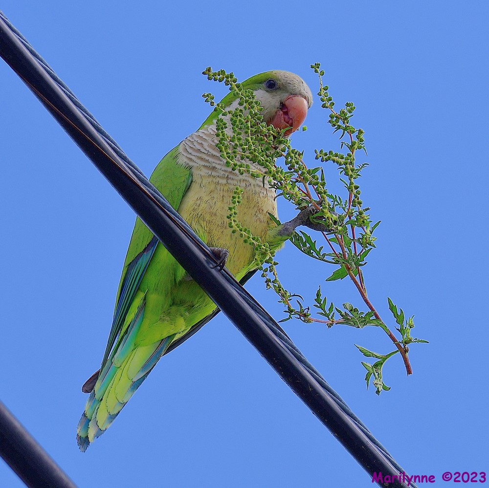 DSC_3774_001.JPG