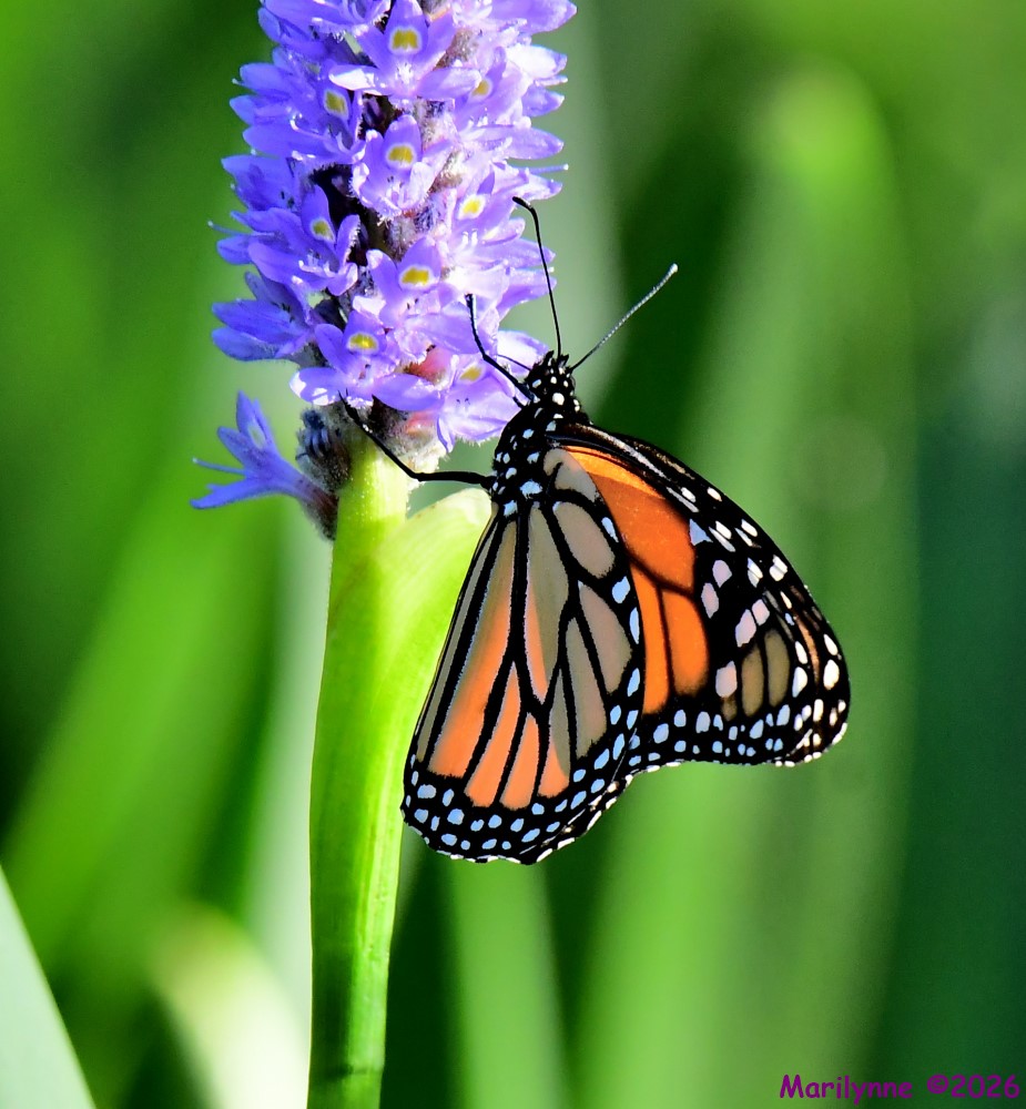 DSC_3774_001.JPG