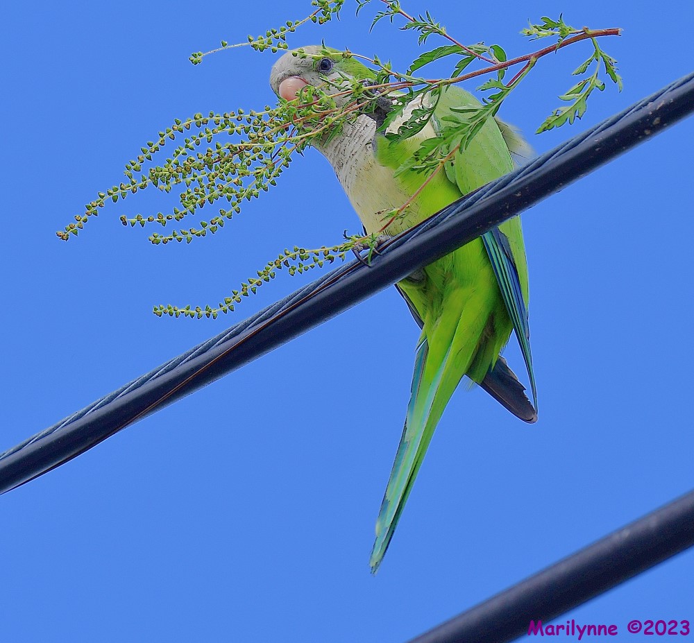 DSC_3776_001.JPG