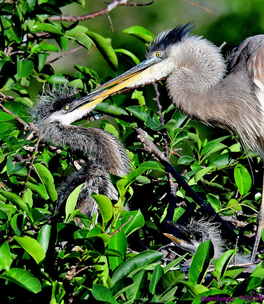 DSC_3777_001.JPG