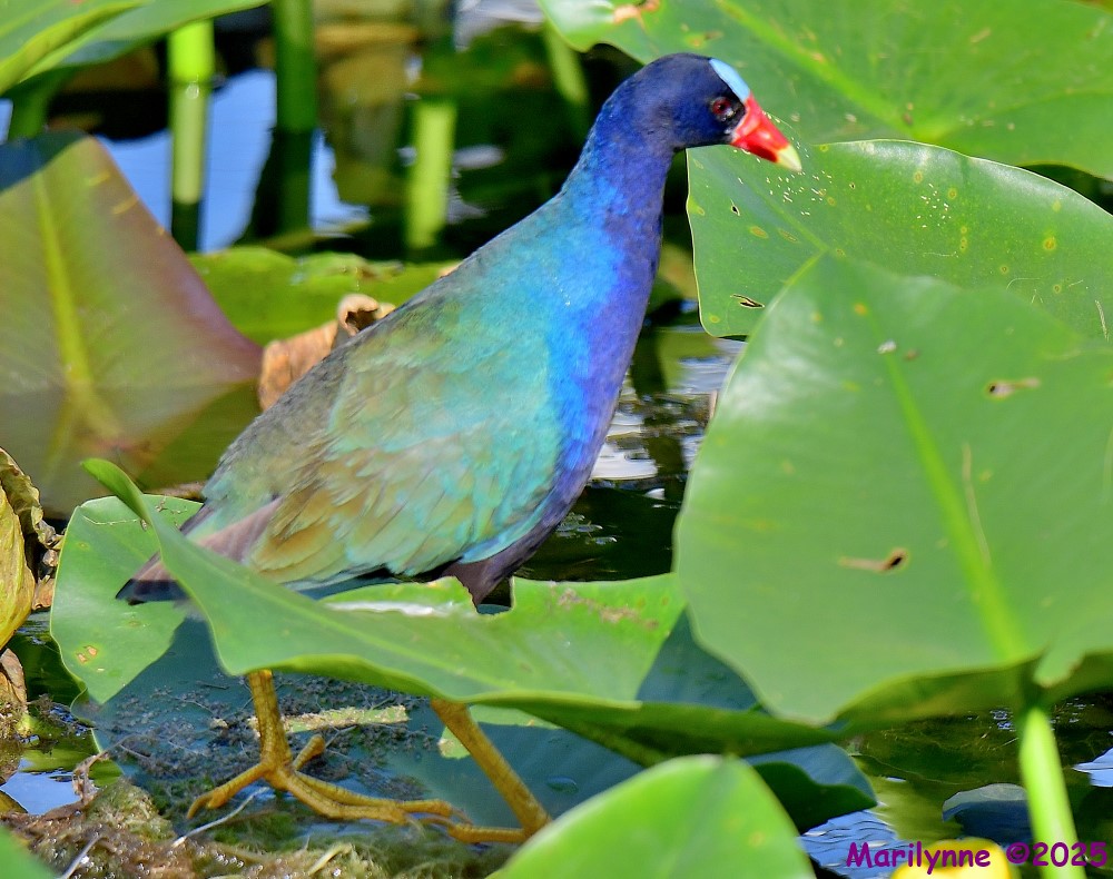 DSC_3777_001.JPG