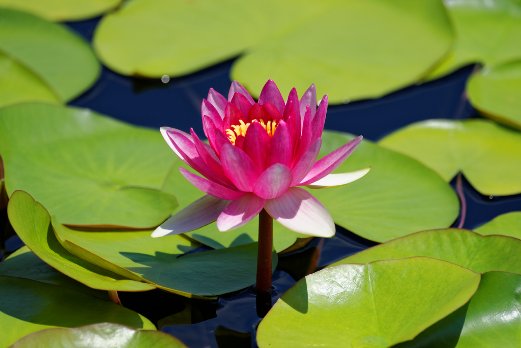 DSC_3777_DxO.jpg