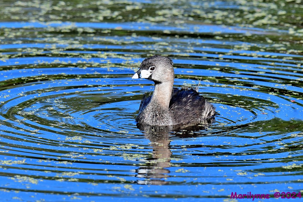 DSC_3778_001.JPG