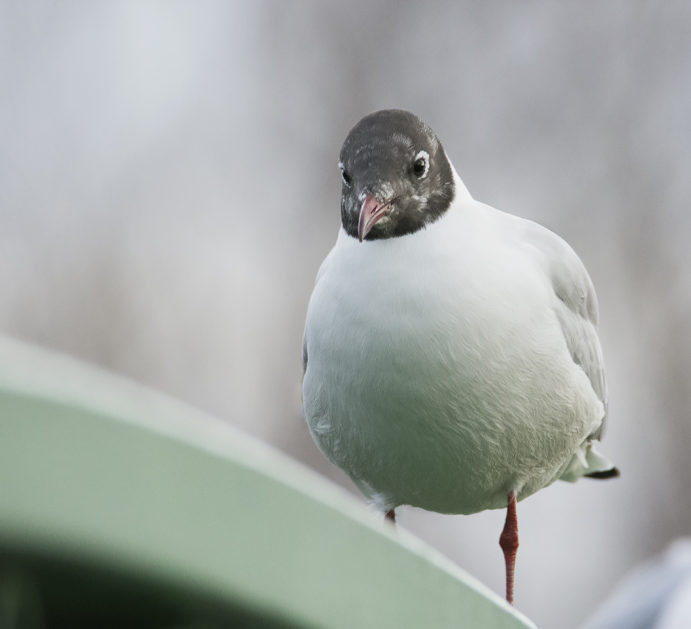 DSC_3781.jpg