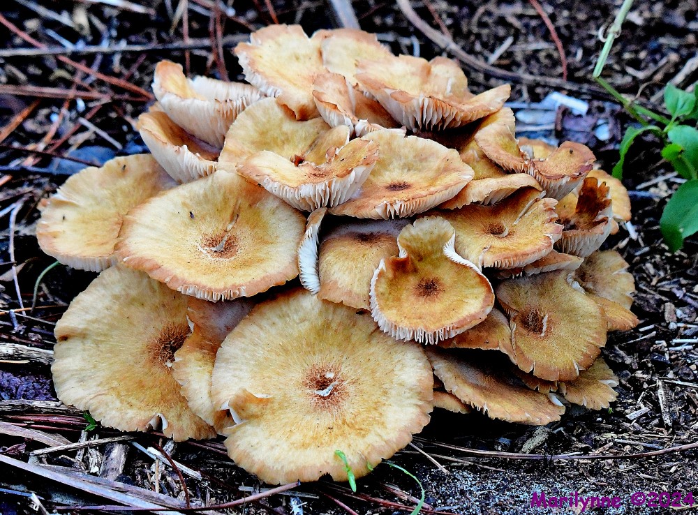 DSC_3782_001.JPG