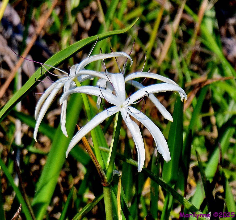 DSC_3783_001.JPG