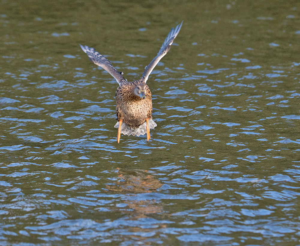 DSC_3785.jpg