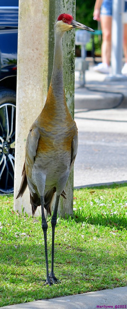 DSC_3785_001.JPG