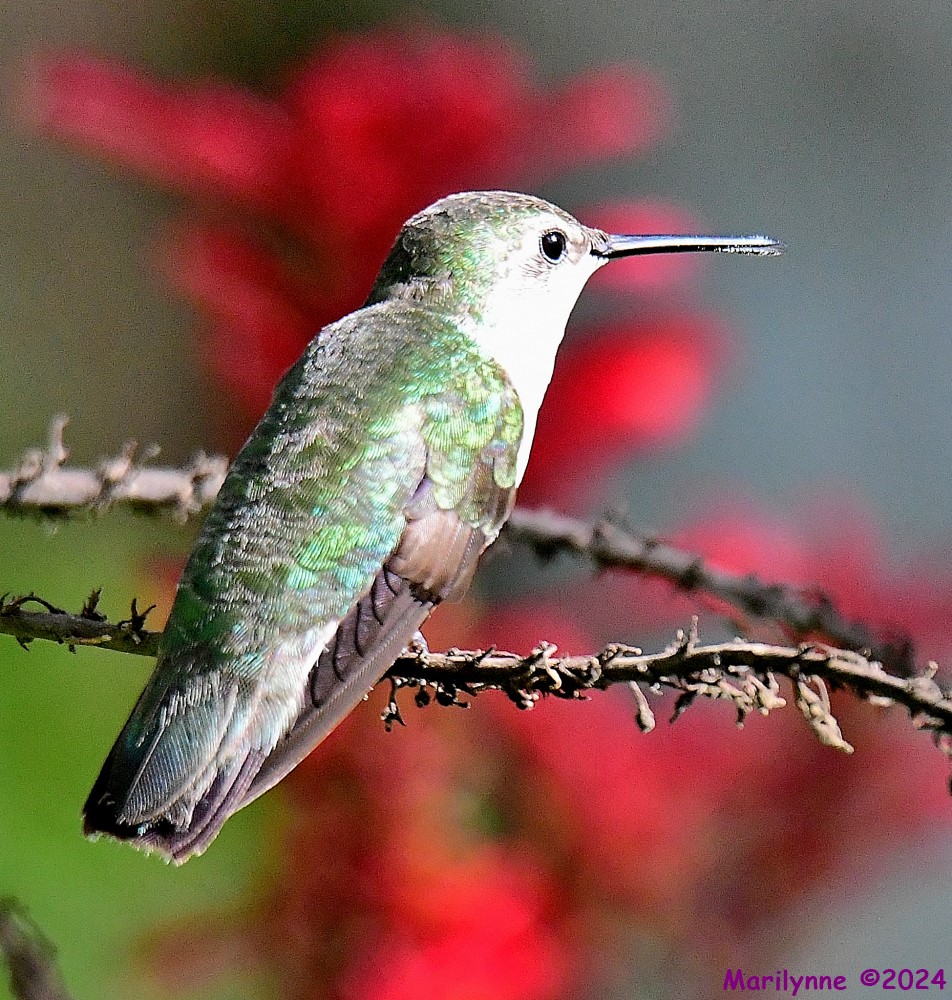 DSC_3785_001.JPG
