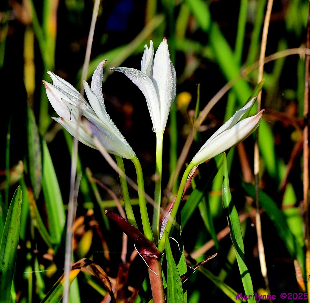 DSC_3785_001.JPG