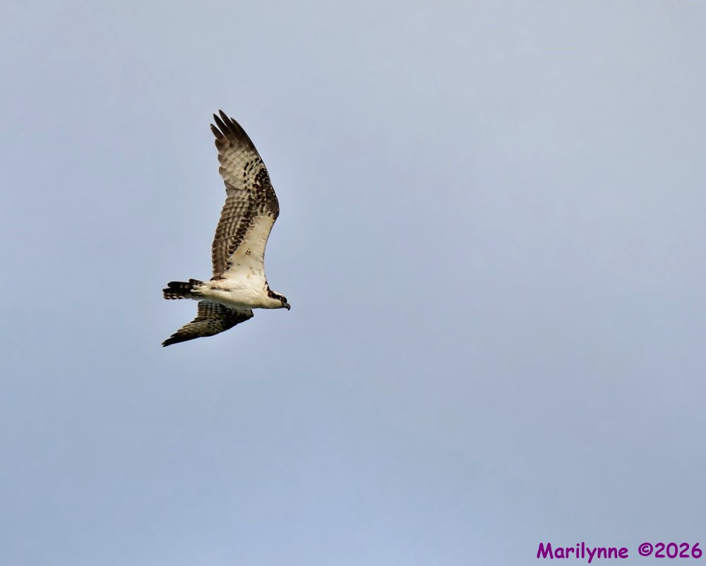 DSC_3785_001.JPG