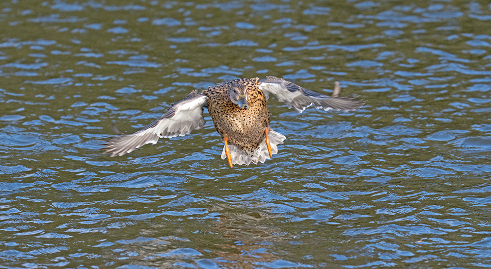 DSC_3786.jpg