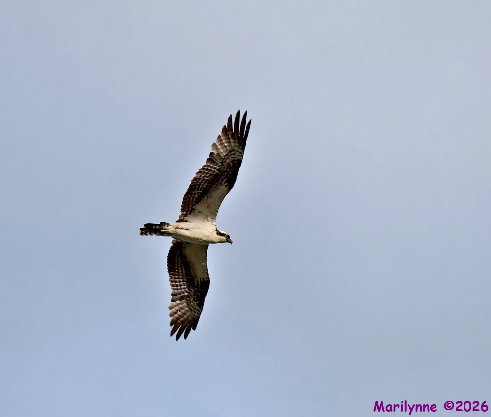 DSC_3786_001.JPG