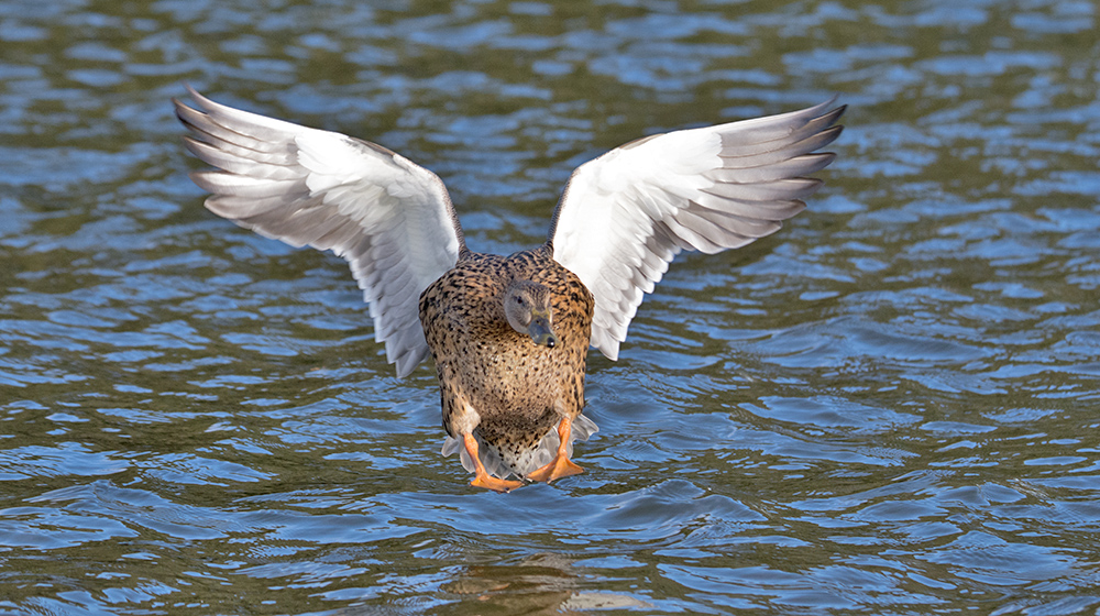 DSC_3787.jpg