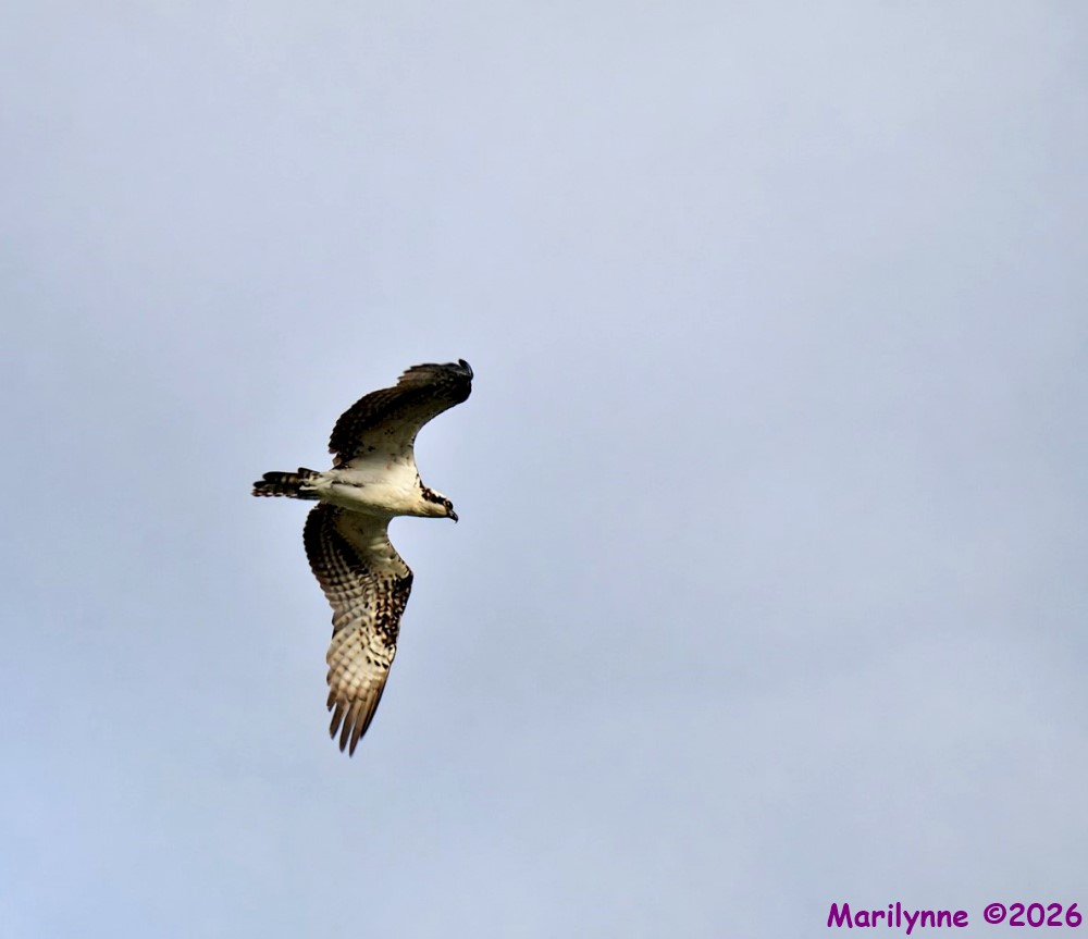 DSC_3787_001.JPG